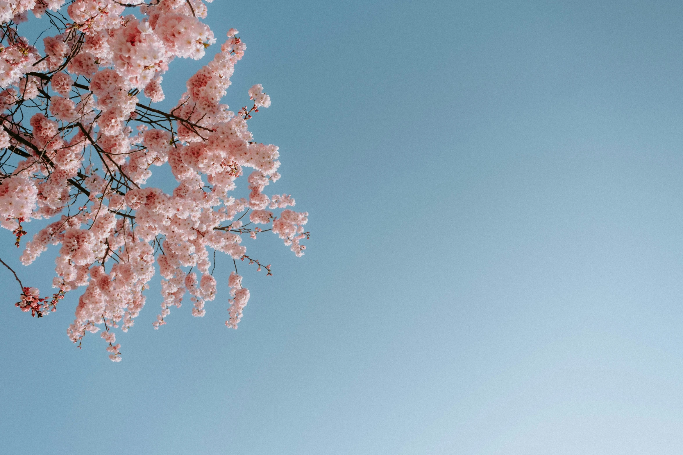 pink flowers with an airplane in the sky