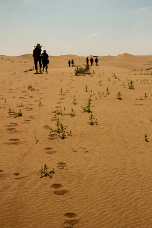 people walking in the desert while carrying two packs