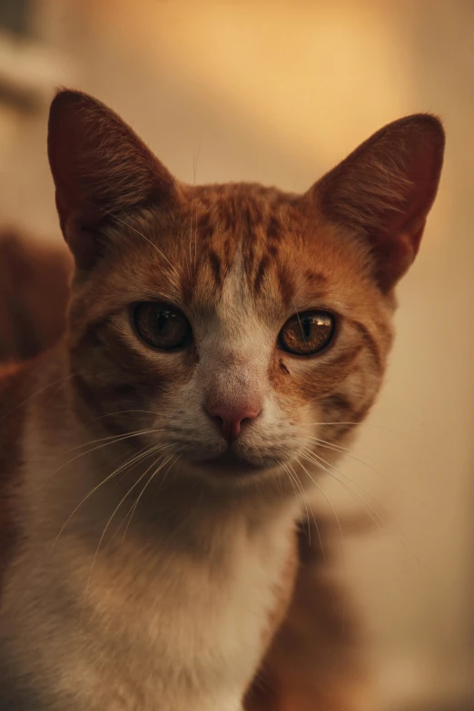 a close up of a cat with one eye opened