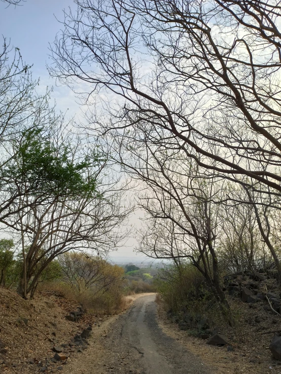 an empty dirt road lined with trees