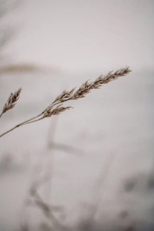 the dried nches of an oat plant against a white background