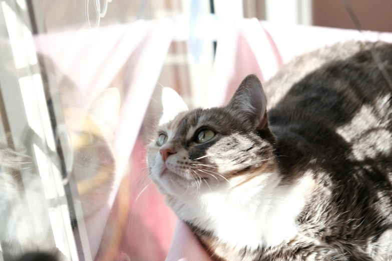 a cat looking out the window while laying on the edge