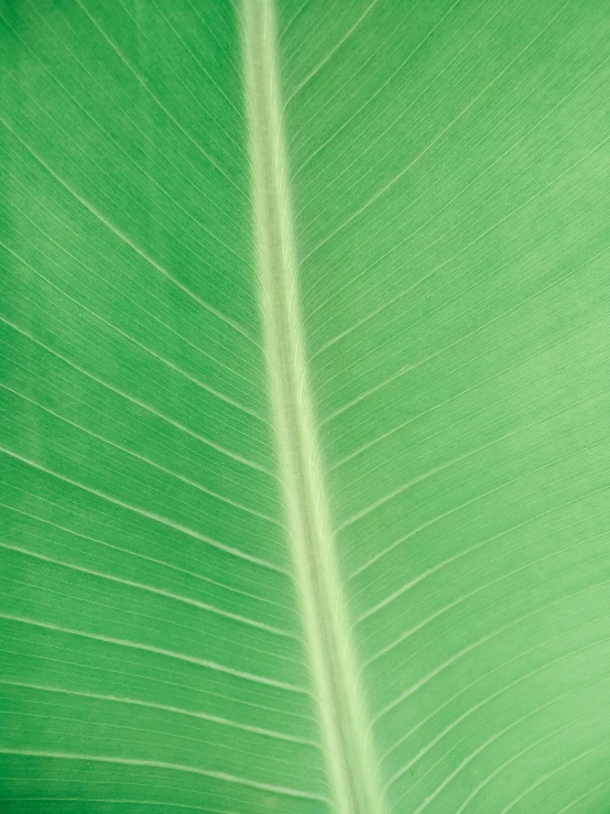 the underside of a large green leaf with streaks