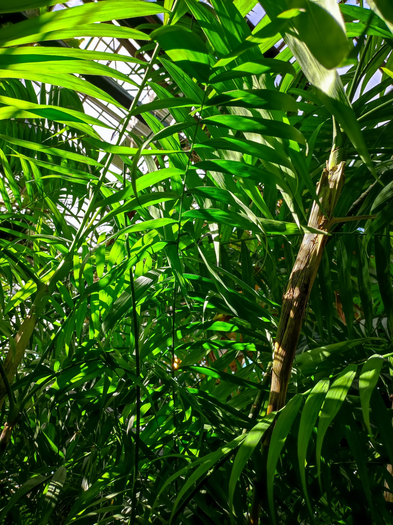 the bottom of some green leaves with sky background