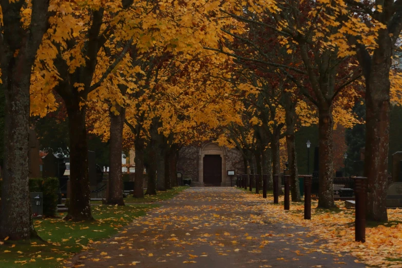 trees and leaves on either side of pathway