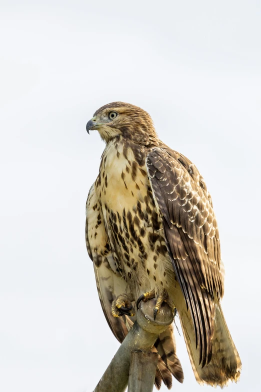 a brown and black bird perched on a nch