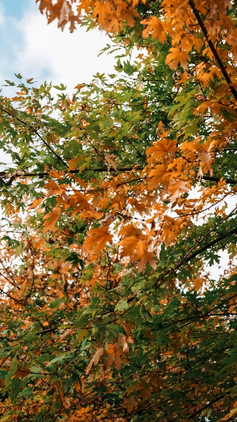 the tree leaves are turning orange and the tree nches turn red