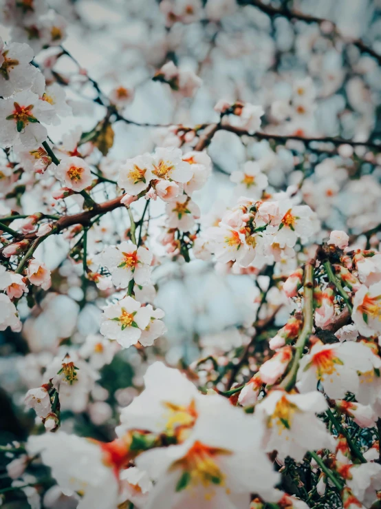 many flowers and leaves on a tree