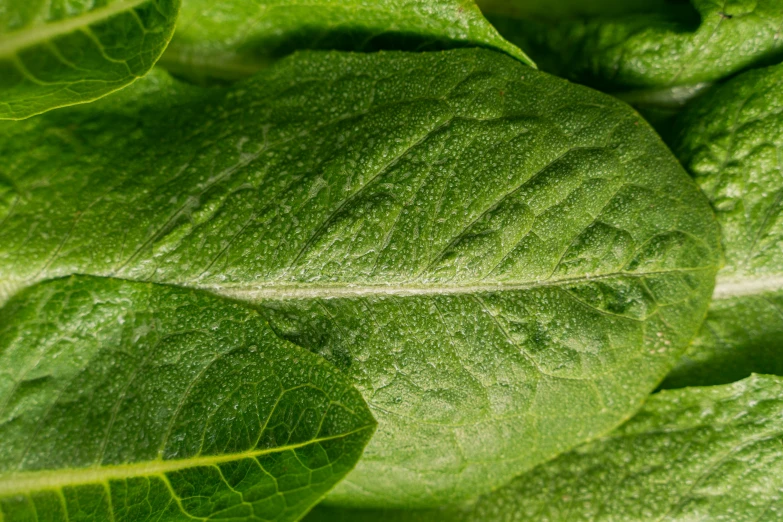 green leaf with many thin lines, with water droplets on the leaves