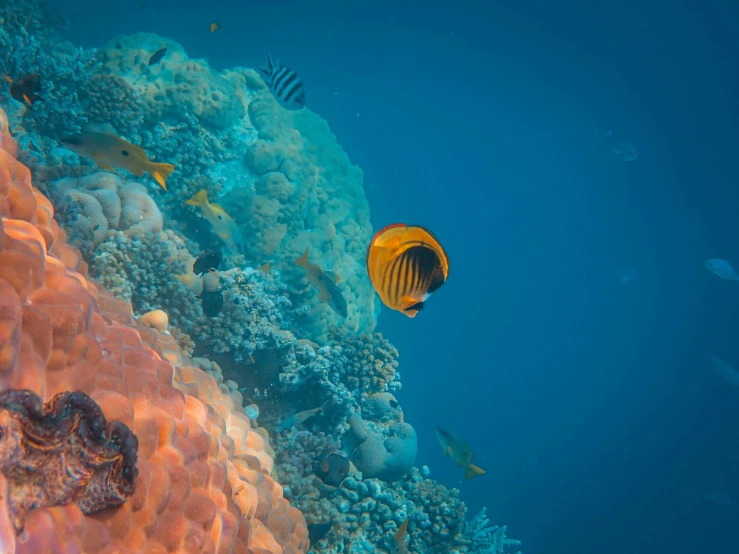 an image of fish on a reef with corals