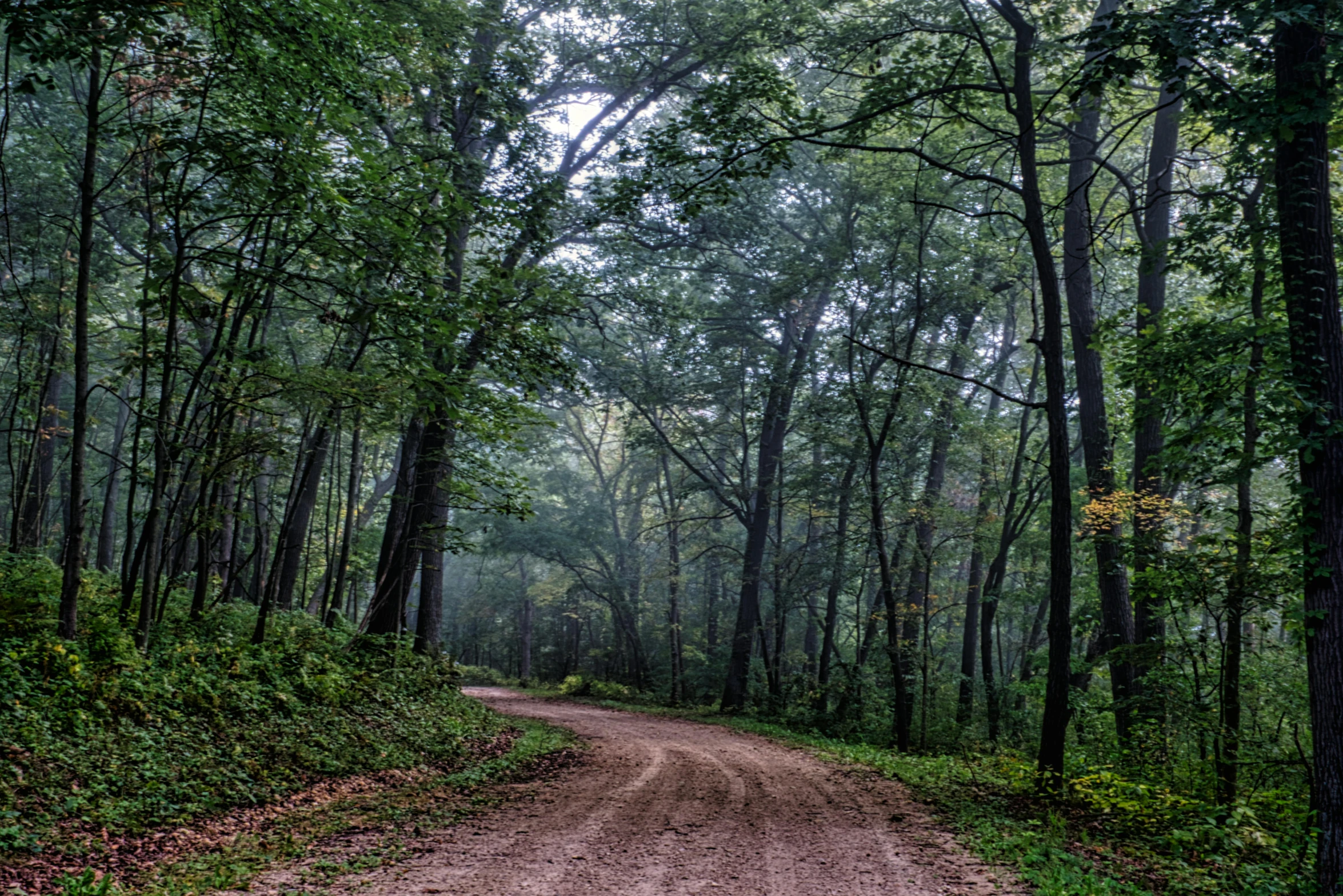 a dirt road is winding through a green forest