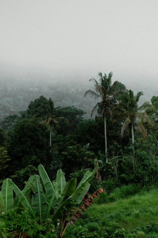 a small group of trees and bushes with mist over them