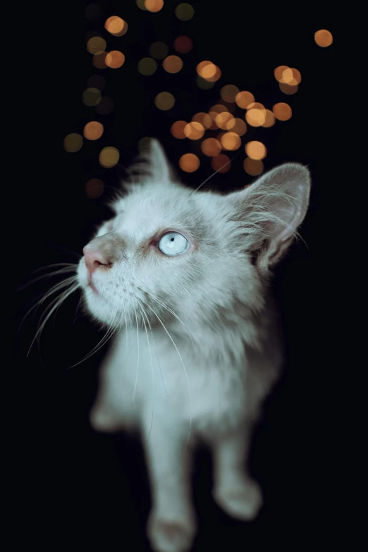 a white kitten looking upward while standing in front of a wall with lights