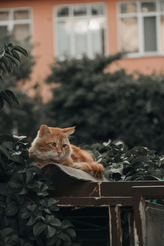 an orange cat laying on top of a planter