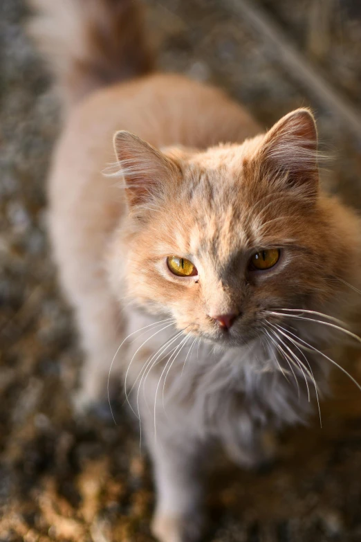 small fluffy brown and white cat with bright yellow eyes