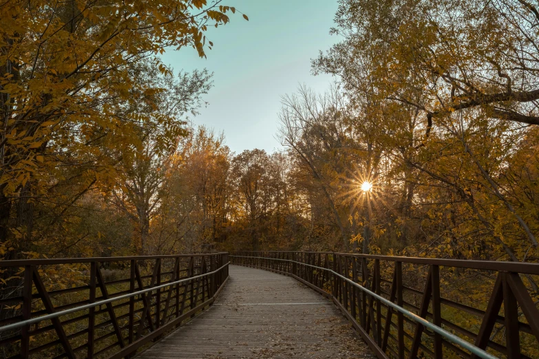 a pathway with trees during autumn and the sun peeking through it