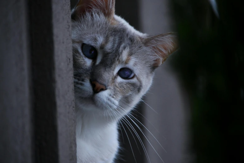 a cat with blue eyes standing by a wall