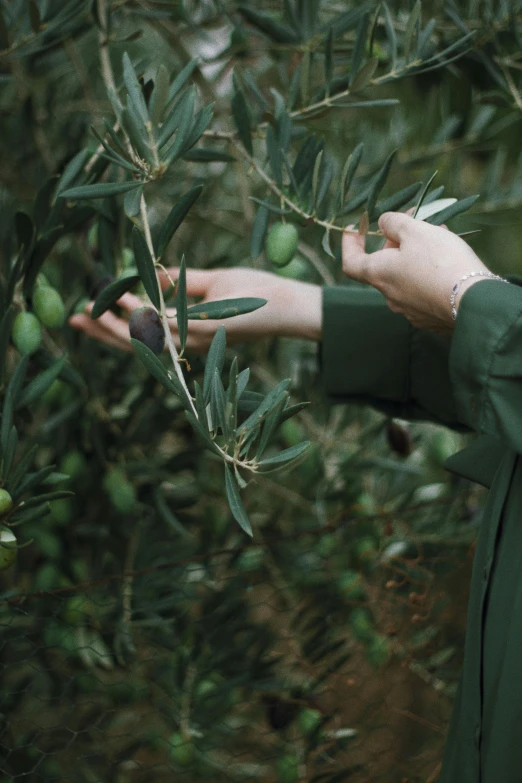 a person with their hand reaching for some olives