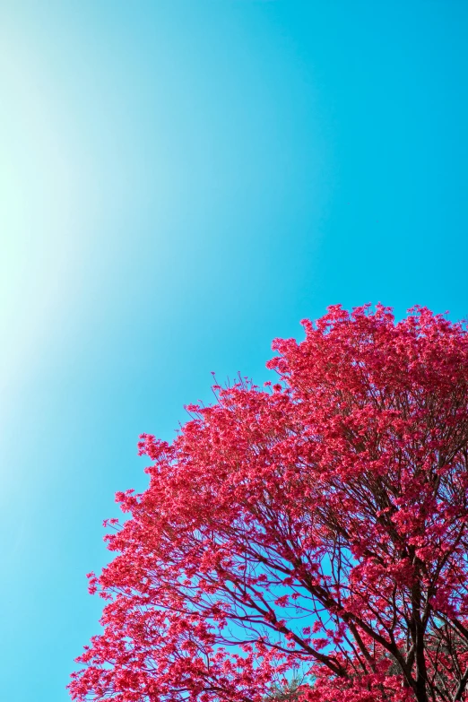 a beautiful tree and bright blue sky with no clouds