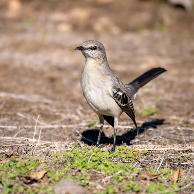 the bird is standing on the ground with wings spread