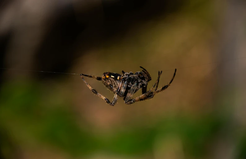 a close up of a spider that is on its web