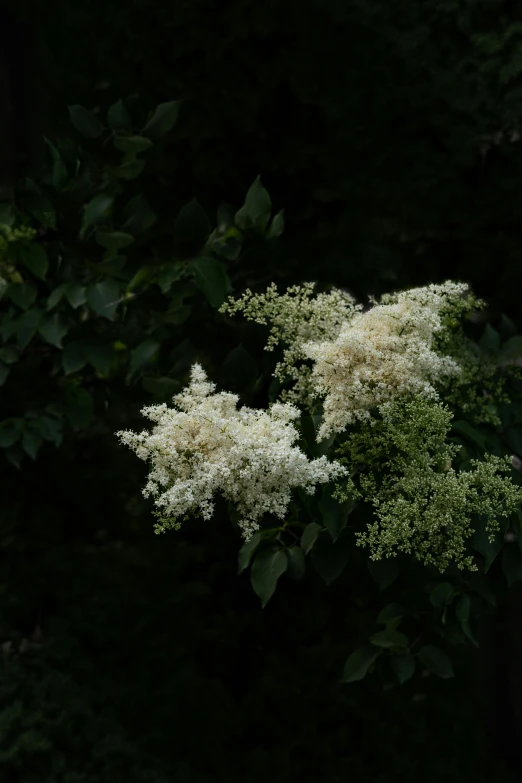 this is a tree with white flowers on it