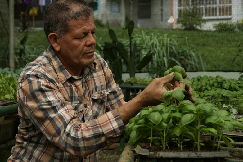 a man holding a plant with many green leaves