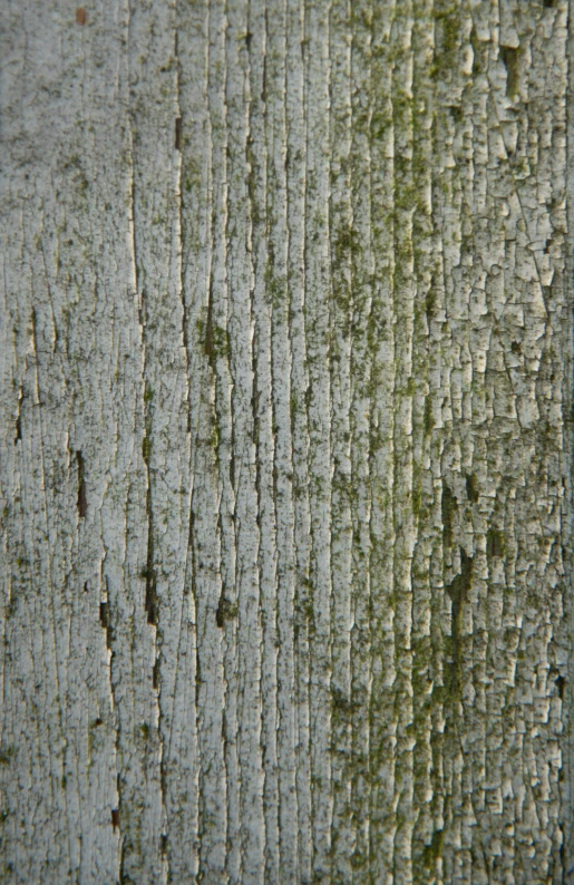 close up pograph of wood on wooden boards