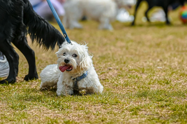 small white dog on a leash running in a park