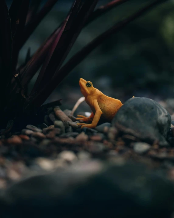 a toy frog with an eye on its head is sitting next to rocks