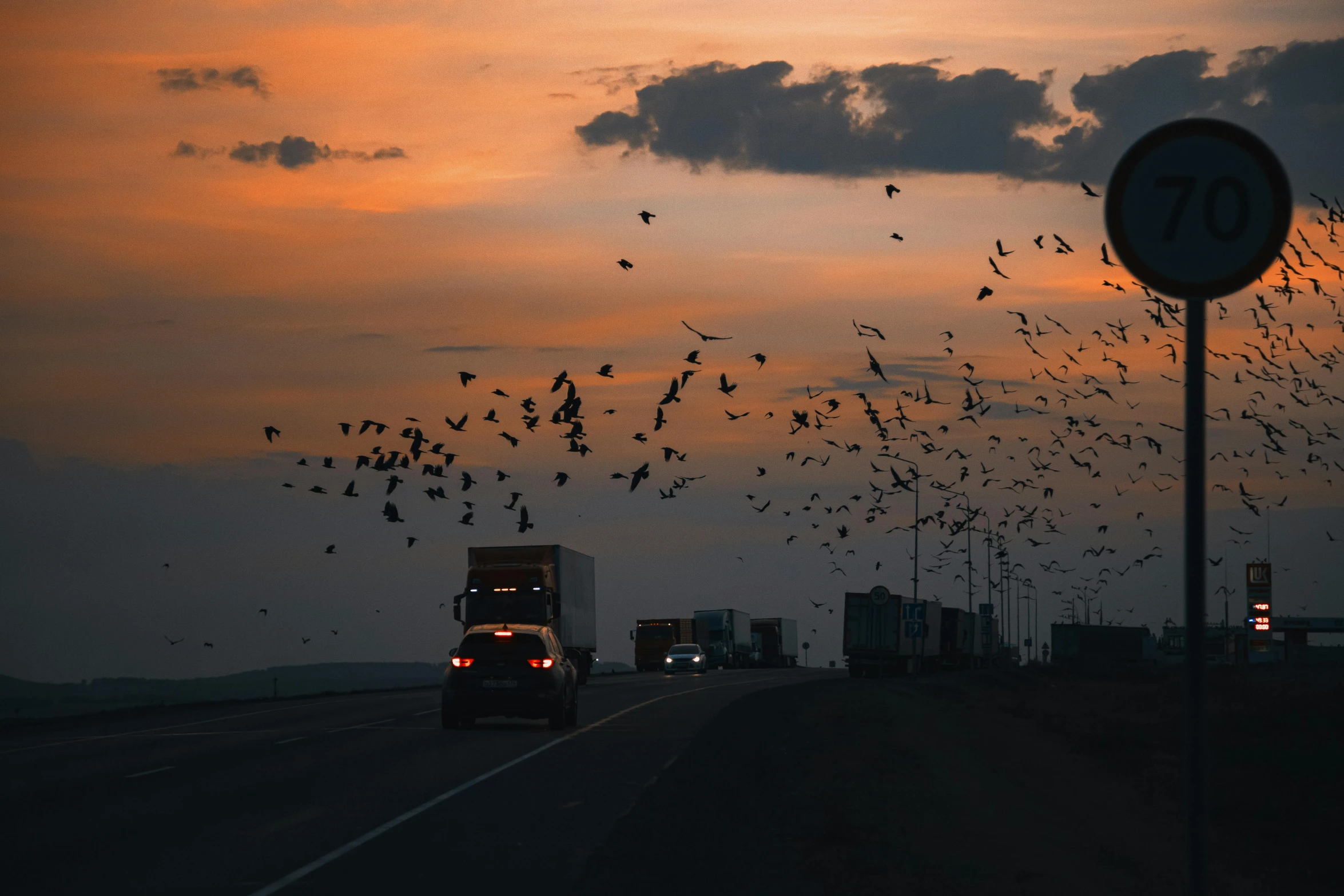 a massive number of birds flying in the air