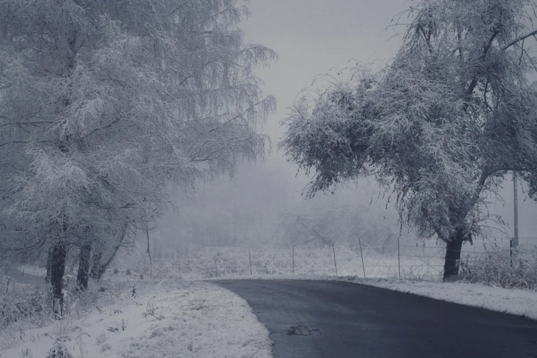 a paved road is in between snowy trees