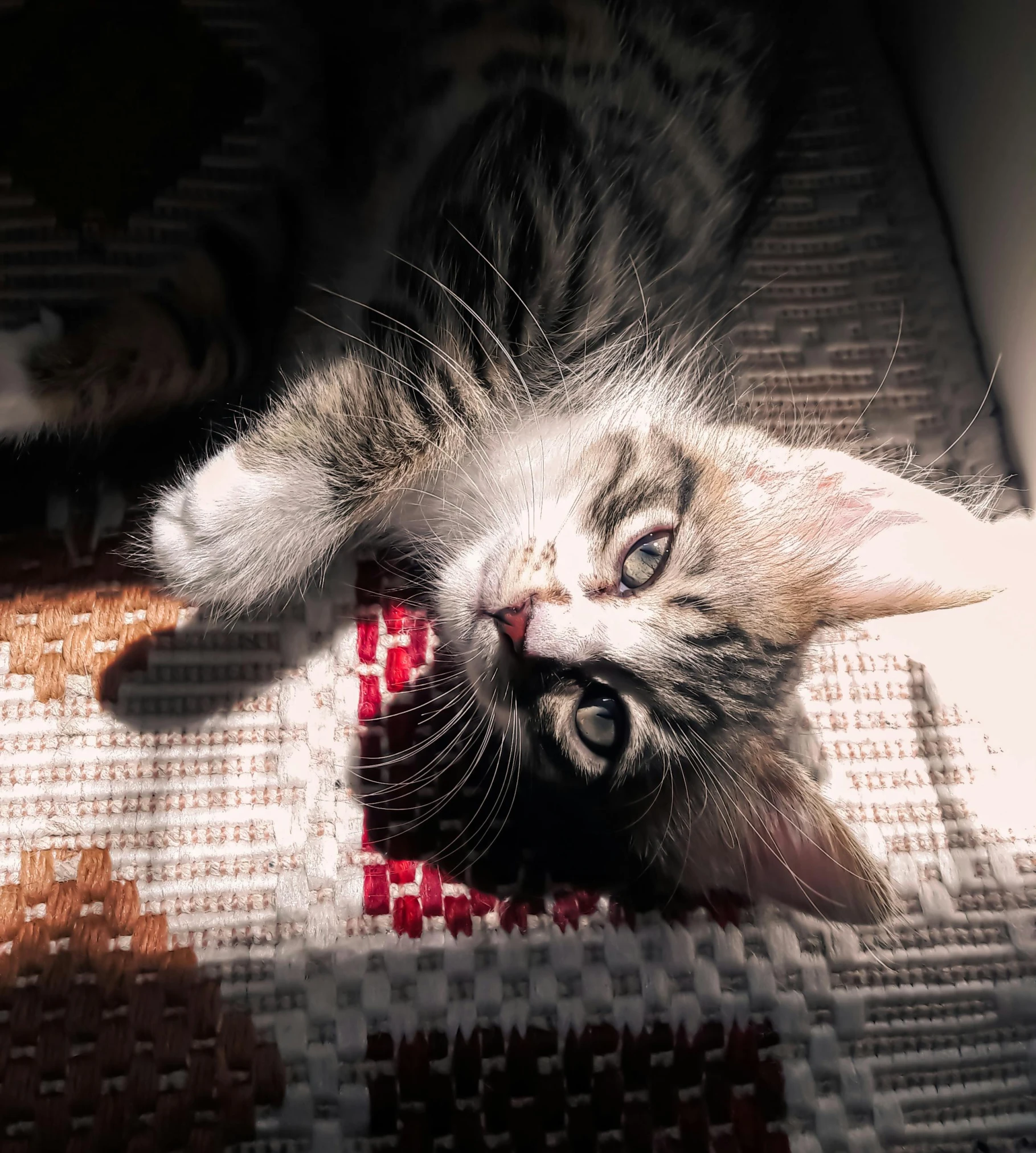 a cat is laying on its side by a brush