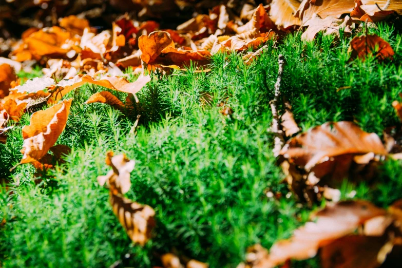 green moss is growing on the top of the leaf litter