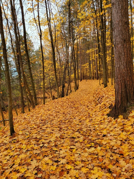 there is a fallen yellow leaf covering the ground