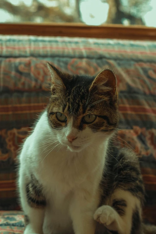 a grey and white cat on top of a couch