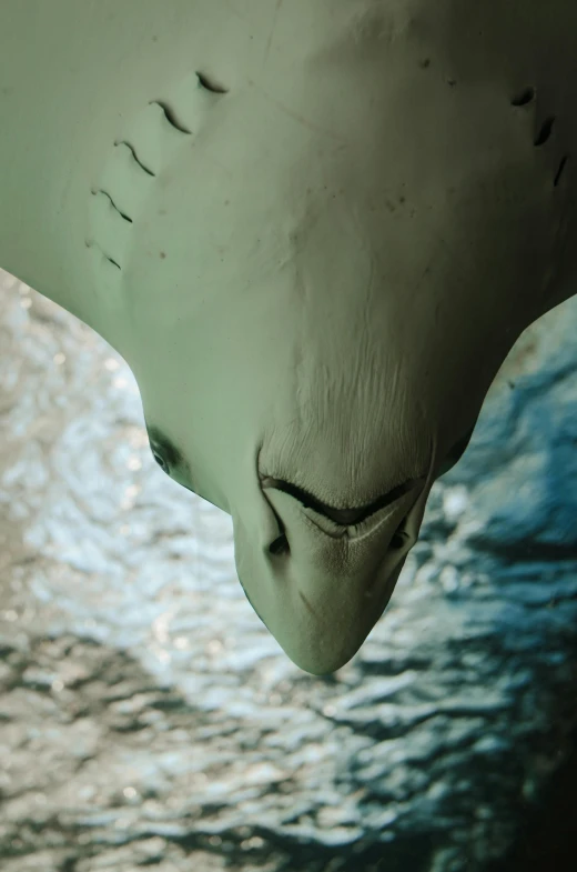 an underwater picture shows the face and body of a manta ray