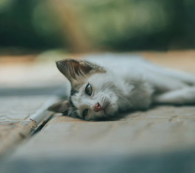 the cat is lying down on the ground and looking at the camera