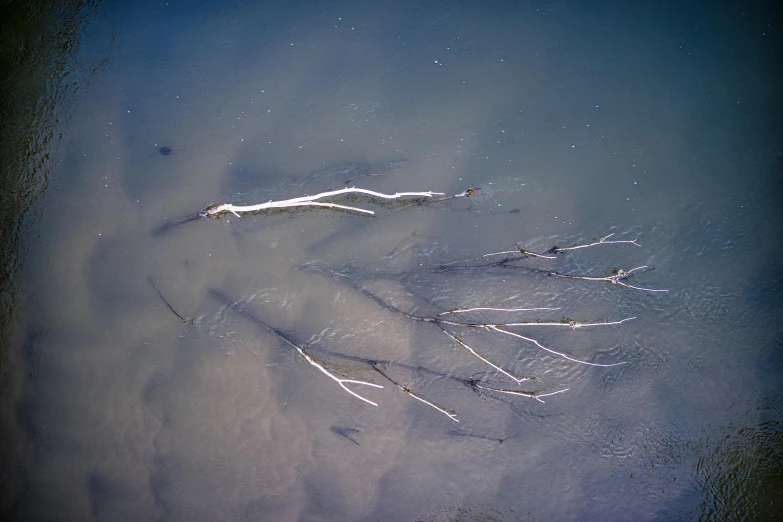 there is a plant that is in the water