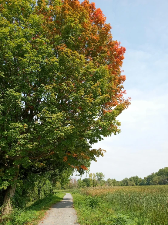 an old tree and country road near the field