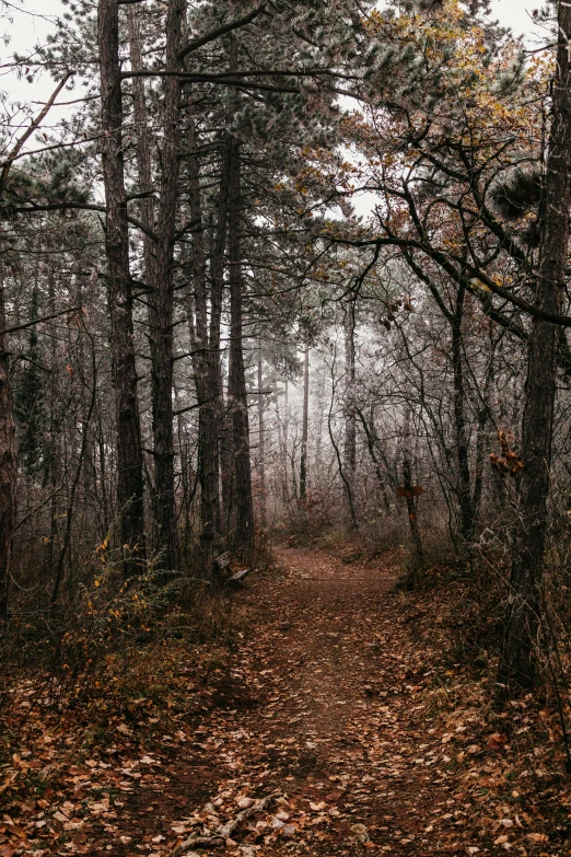 the path in the woods is covered in leaves