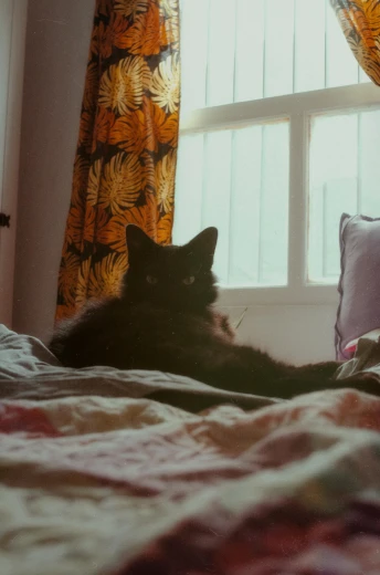 there is a black cat that is laying down in bed