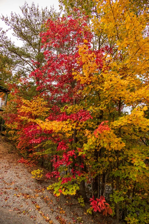 some very colorful trees in front of a house