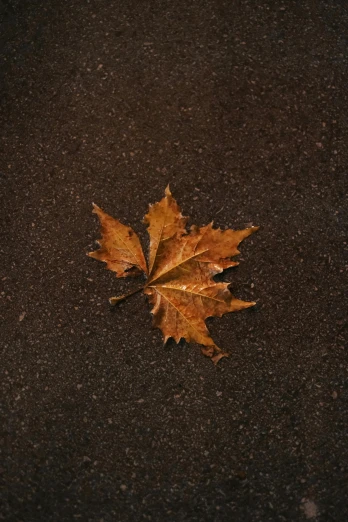 a leaf in the middle of a wet street