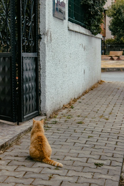 a cat is sitting down outside near a fence