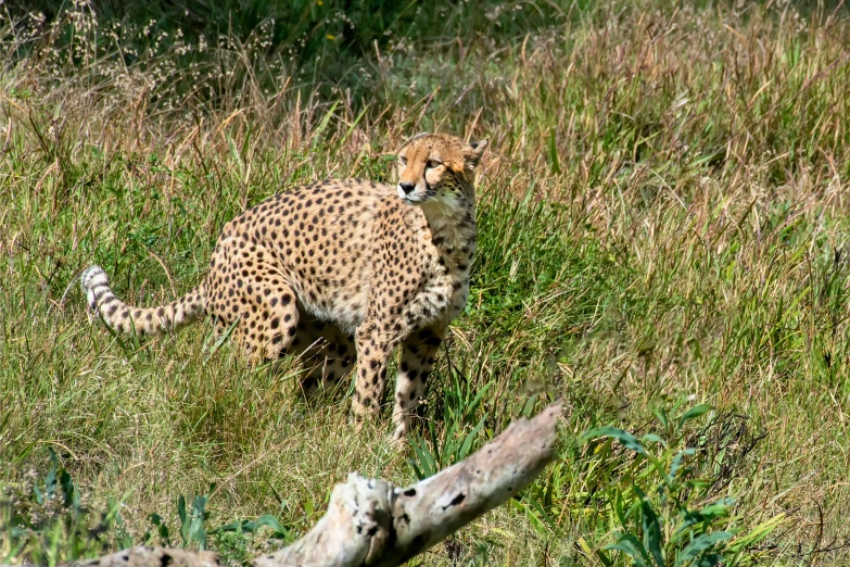 cheetah walking through a field with tall grass