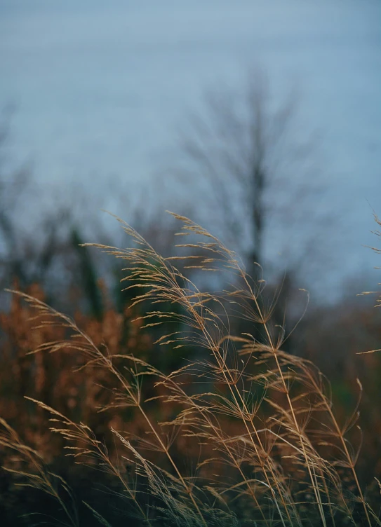 the tall brown grass has some blue skies