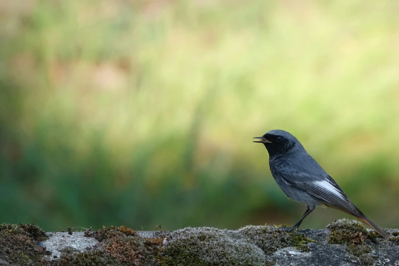 a gray bird sitting on the edge of a rock