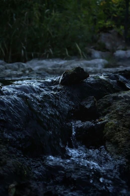 a bird sitting on a rock near some water