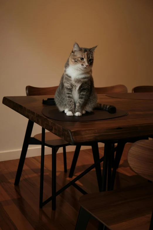 the cat is sitting on a table with chairs